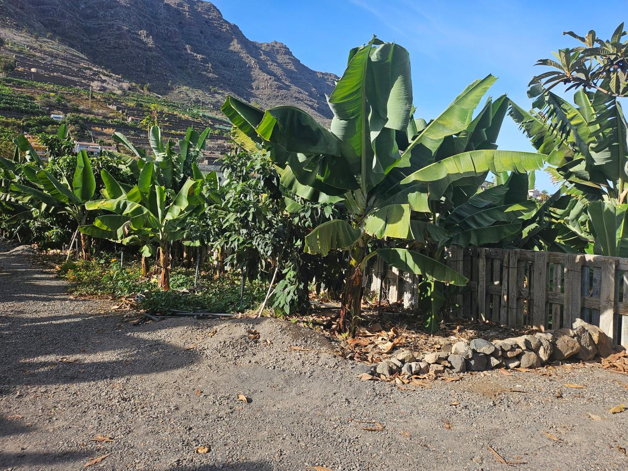 Casa Erika Villa Hermigua Dış mekan fotoğraf