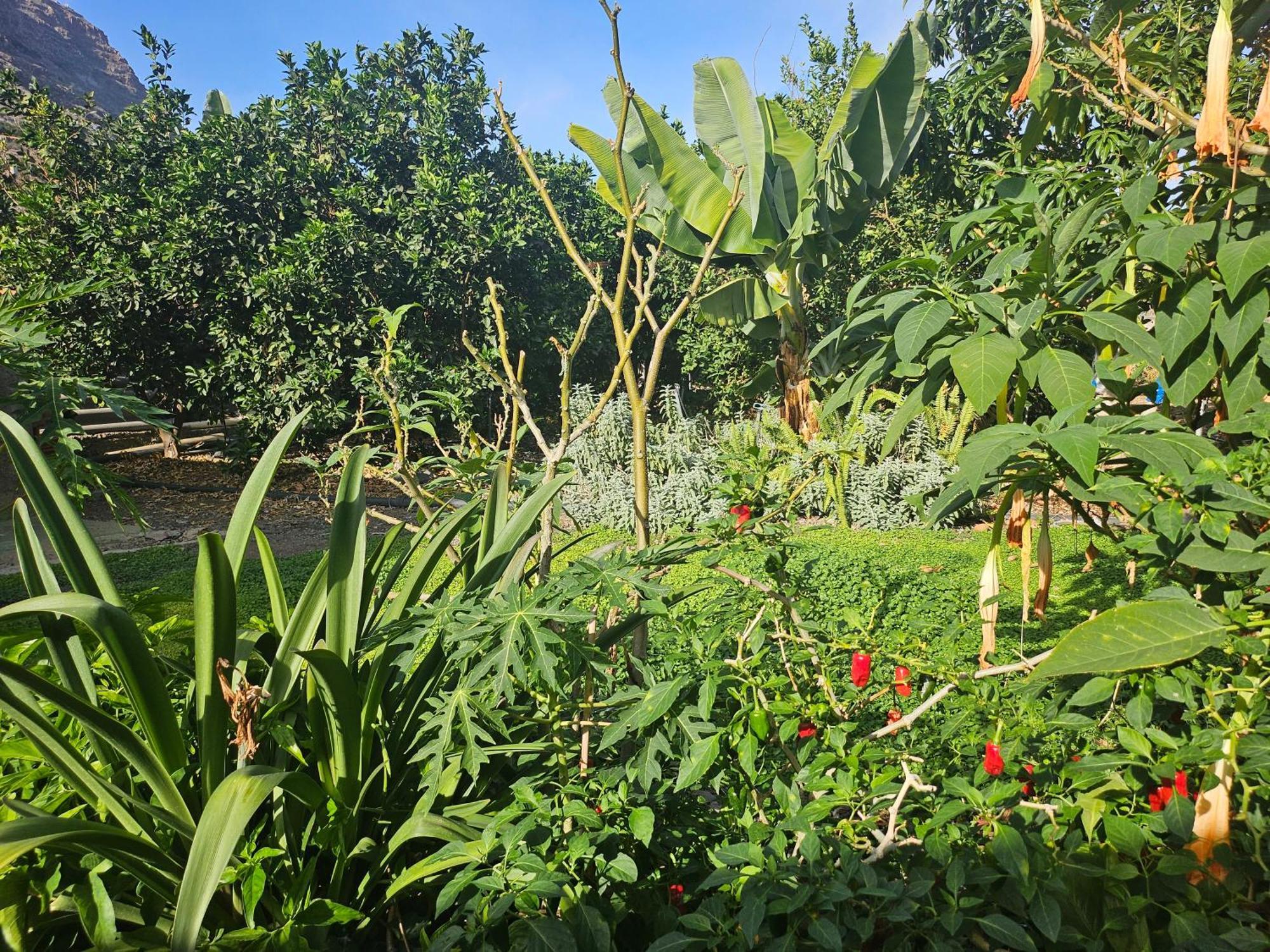 Casa Erika Villa Hermigua Dış mekan fotoğraf